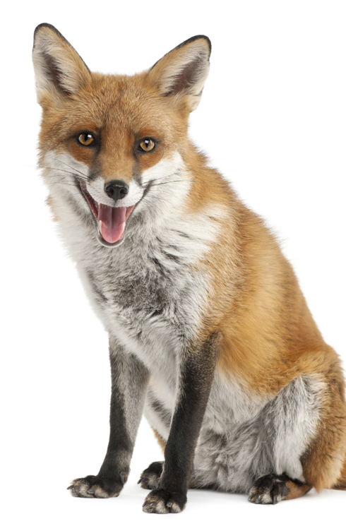 Fuchs Fuchs