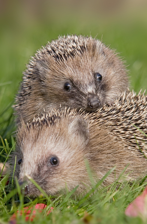 Igel Igel