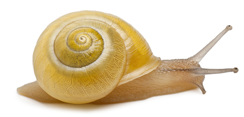 Schnecke