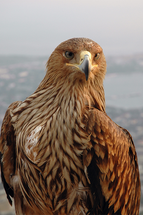 Steinadler