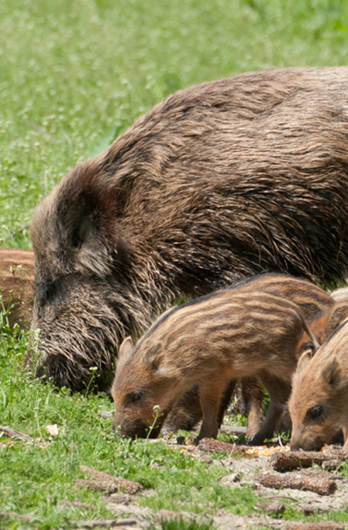 Wildschwein