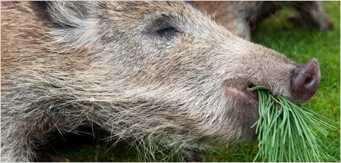 Wildschwein